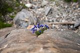 Val Ferret