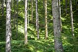 Tauernfenster